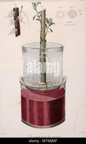 1826 Annales des Sciences Naturelles ist eine französische wissenschaftliche Zeitschrift, die sich mit Tier- und Pflanzenphysiologie, vergleichender Anatomie, Zoologie, Botanik, Mineralogie, und Geologie. Stockfoto