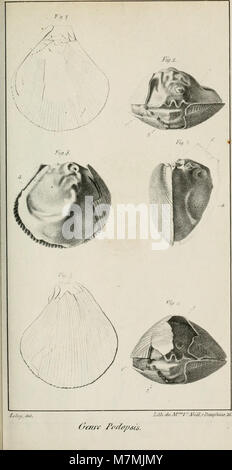 Die Annales des Sciences naturelles (1828) bündelt Grundlagenforschung in den Bereichen Zoologie, Botanik, Geologie und Mineralogie, wobei die vergleichende Anatomie und Physiologie über Arten und Pflanzenformen hinweg betont wird. Stockfoto