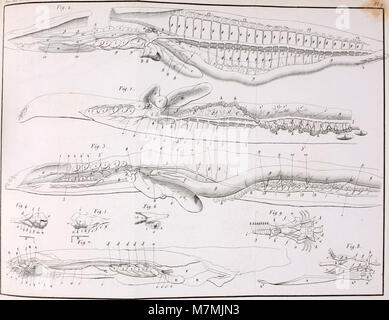 Diese Ausgabe von Annales des Sciences naturelles aus dem Jahr 1828 präsentiert die Forschung in den Bereichen Botanik, Zoologie, Physiologie und Geologie und vereint biologische und Erdwissenschaften in einer umfassenden Zeitschrift. Stockfoto