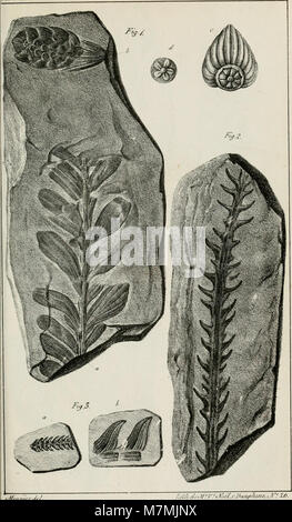 1828 Annales des Sciences naturelles umfasst Zoologie, Botanik, Anatomie, Mineralogie und Geologie, Reflexion der frühen interdisziplinären Forschung in den Naturwissenschaften. Stockfoto