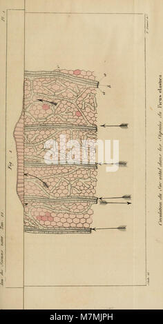 Die 1831 erschienene Ausgabe der Annales des Sciences naturelles enthält Studien in Zoologie, Botanik, Anatomie und Geologie und repräsentiert damit grundlegende Beiträge zu den Naturwissenschaften des 19. Jahrhunderts. Stockfoto
