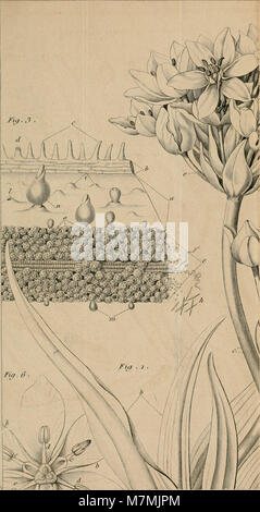 Die Annales des Sciences naturelles aus dem Jahr 1831 umfasst Studien zu Physiologie, Anatomie, Zoologie, Botanik, Mineralogie, und Geologie, die den interdisziplinären Charakter früherer Naturwissenschaften hervorhebt. Stockfoto