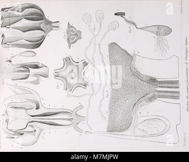 Die Ausgabe 1831 von "Annales des Sciences naturelles" präsentiert Forschungen in den Bereichen Zoologie, Botanik, Mineralogie, Geologie und vergleichende Anatomie. Beitrag zu den frühen Naturwissenschaften. Stockfoto