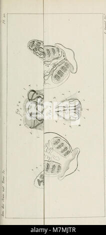 Der Band Annales des Sciences naturelles aus dem Jahr 1833 enthält Beiträge zu Tier- und Pflanzenphysiologie, Zoologie, Botanik und Geologie, die die französische Forschung des frühen 19. Jahrhunderts widerspiegeln. Stockfoto