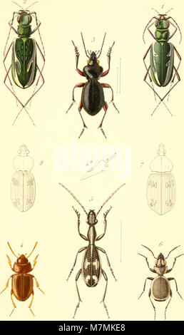 Annales de la Société entomologique de France (17580229324) Stockfoto