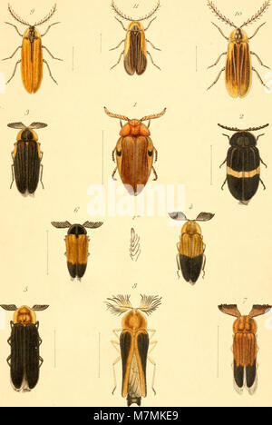 Annales de la Société entomologique de France (18015091740) Stockfoto