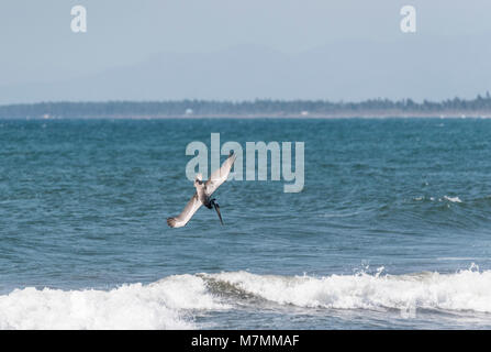 Eine tauchen Braunpelikan (Pelecanus occidentalis) Stockfoto