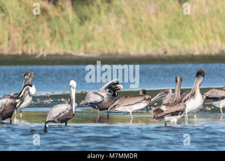 Putzen braune Pelikane (Pelecanus occidentalis) Stockfoto
