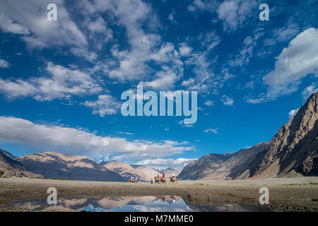 Camel Safari in Hunder Dünen bei Nubra Tal Stockfoto