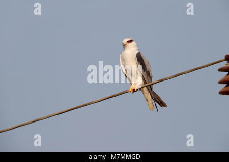 Eine schöne nach Black-winged Kite (Elanus caeruleus) auf einem Draht im Norden Indiens gehockt Stockfoto