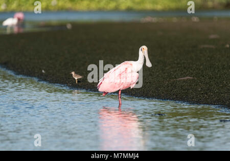 Ständigen Rosalöffler (Platalea ajaja) Stockfoto