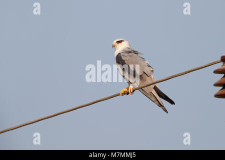 Eine schöne nach Black-winged Kite (Elanus caeruleus) auf einem Draht im Norden Indiens gehockt Stockfoto