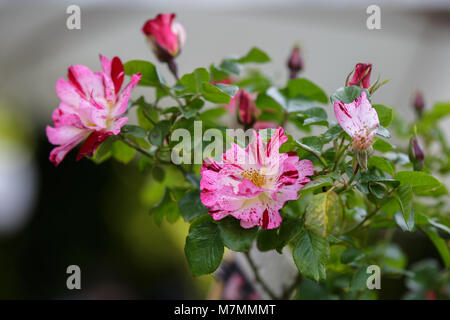 Wekroalt Rose, 4. Juli, Rosa gestreiften Blüten - Stockfoto