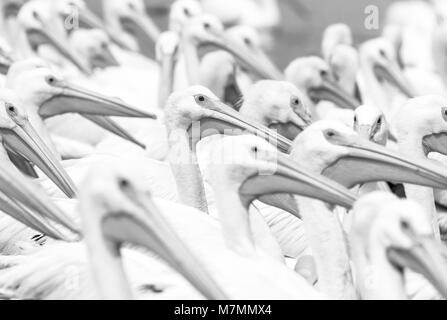 Amerikanische weiße Pelikane (Pelecanus erythrorhynchos) Blick nach rechts Stockfoto