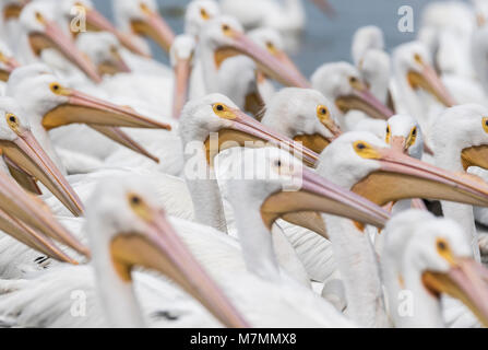 Amerikanische weiße Pelikane (Pelecanus erythrorhynchos) Blick nach rechts Stockfoto