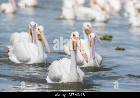 Schwimmen amerikanische weiße Pelikane (Pelecanus erythrorhynchos) Stockfoto