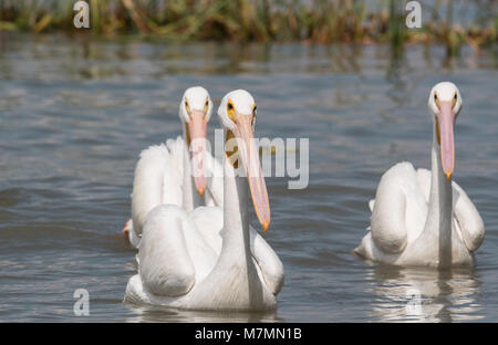 Schwimmen amerikanische weiße Pelikane (Pelecanus erythrorhynchos) Stockfoto