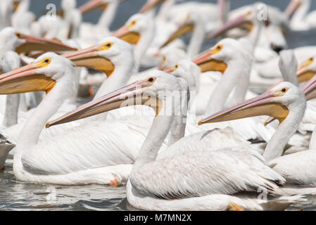 Schwimmen und nach links zeigen Amerikanische weiße Pelikane (Pelecanus erythrorhynchos) Stockfoto