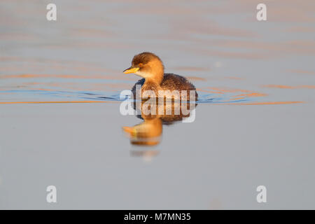 Ein nicht-Zucht Gefieder Zwergtaucher (Tachybaptus ruficollis capensis) auf einen Pool in Rajasthan, Indien Stockfoto