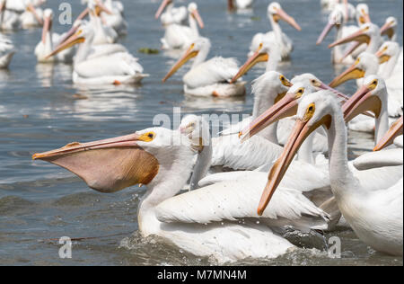 Eine American White Pelican (Pelecanus erythrorhynchos) mit einer vollständigen Rechnung Stockfoto