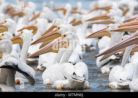 Schwimmen und nach links zeigen Amerikanische weiße Pelikane (Pelecanus erythrorhynchos) Stockfoto