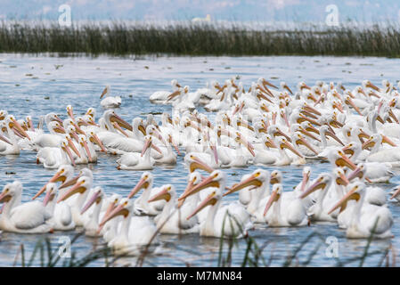 Eine Herde von Schwimmen amerikanische weiße Pelikane (Pelecanus erythrorhynchos) Stockfoto