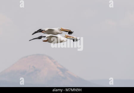 Zwei fliegenden amerikanischen weiße Pelikane (Pelecanus erythrorhynchos) Stockfoto