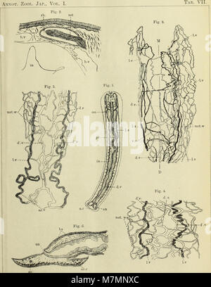 Annotationes zoologicae japonenses - Nihon dōbutsugaku ihō (1897) (17800183034) Stockfoto