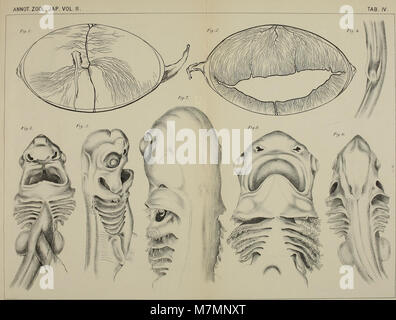 Annotationes zoologicae japonenses - Nihon dōbutsugaku ihō (1898) (18235145090) Stockfoto