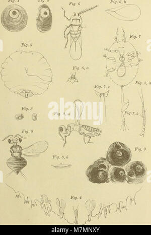 Annotationes zoologicae japonenses - Nihon dōbutsugaku ihō (1899) (17800186264) Stockfoto