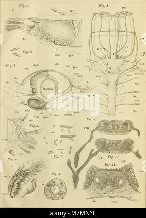 Annotationes zoologicae japonenses - Nihon dōbutsugaku ihō (1903) (17802294133) Stockfoto