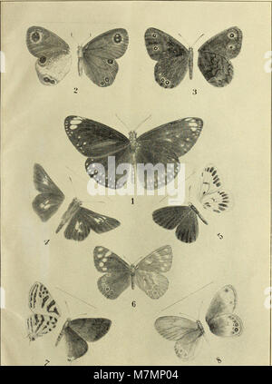 Annotationes zoologicae japonenses - Nihon dōbutsugaku ihō (1906) (18236699959) Stockfoto