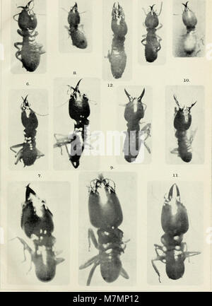 Annotationes zoologicae japonenses - Nihon dōbutsugaku ihō (1912) (17802538873) Stockfoto