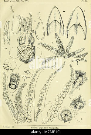 Annotationes zoologicae japonenses - Nihon dōbutsugaku ihō (1912) (18424909291) Stockfoto