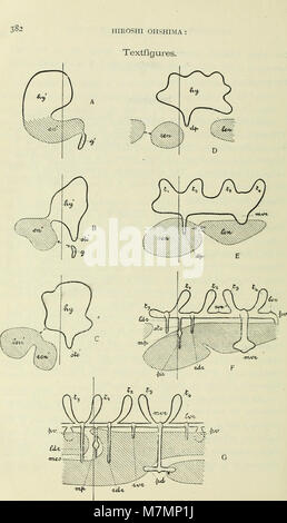 Annotationes zoologicae japonenses - Nihon dōbutsugaku ihō (1915) (18424954261) Stockfoto