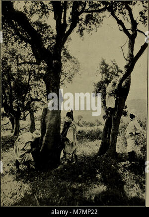 Annuaire du Conservatoire et du Jardin botaniques de Genève (1902) (18237288909) Stockfoto