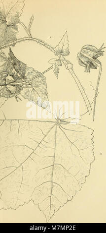 Annuaire du Conservatoire et du Jardin botaniques de Genève (1905) (18396827896) Stockfoto