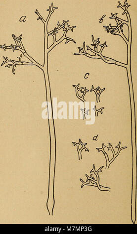 Annuaire du Conservatoire et du Jardin botaniques de Genève (1919) (18236980359) Stockfoto