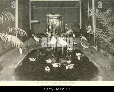 Jahresbericht der New York Zoological Society" (1897-) (19177479460) Stockfoto