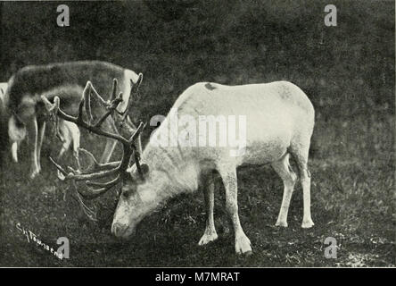 Jahresbericht der New York Zoological Society" (1897-) (19179060069) Stockfoto