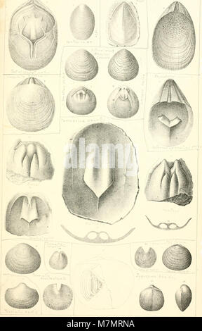 Jahresbericht der Regenten der Universität auf den Zustand der Kabinett der Naturgeschichte, mit Katalogen des gleichen" (1848-1873) (18743284854) Stockfoto