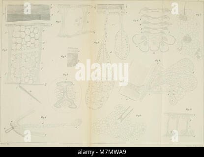 Ein Band aus dem Jahr 1875 des Zoologischen und Zootomischen Instituts in Würzburg, der Forschungen deutscher Wissenschaftler zu Tieranatomie, Biologie und vergleichender Zoologie dokumentiert. Stockfoto