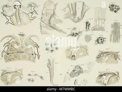 Ein Forschungsband des Zoologisch-Zootomischen Instituts in Würzburg (1888) mit wissenschaftlichen Untersuchungen zur vergleichenden Anatomie und Zoologie. Stockfoto
