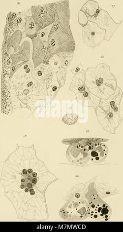 Arbeiten aus dem Zoologischen Ag der Universität Wien und der Zoologischen Station in Triest (1905) (19741632102) Stockfoto