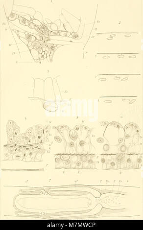 Arbeiten aus dem Zoologischen Ag der Universität Wien und der Zoologischen Station in Triest (1909) (19560990078) Stockfoto