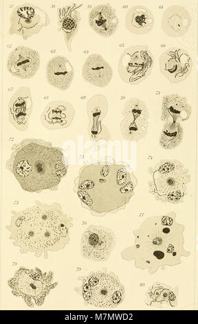 Ein 1910 erschienener wissenschaftlicher Band des Zoologischen Instituts der Universität Wien und der Zoologischen Station in Triest über zoologische Forschung an Meeres- und Landarten. Stockfoto