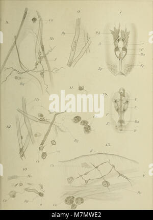 Arbeiten aus den Zoologischen Ag der Universität Wien und der Zoologischen Station in Triest (19127299864) Stockfoto