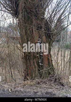 Pilze auf Willow Tree bark Stockfoto