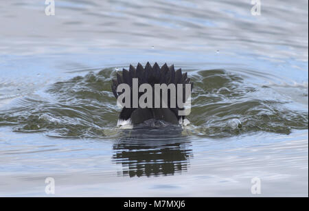 Ein männlicher Reiherente (Aythya fuligula) Tauchgänge mit seine Flügel gefaltet und seinen steifen Schwanz Federn verteilt. Roggen Hafen Nature Reserve. Roggen, Sussex, Engl Stockfoto