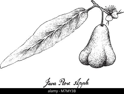 Tropische Früchte, Illustration Hand gezeichnete Skizze von Java Rose Apple, Bell Obst, Wasser Apple, Wachs Jambu oder Syzygium Samarangensem Früchte isoliert auf Wh Stock Vektor